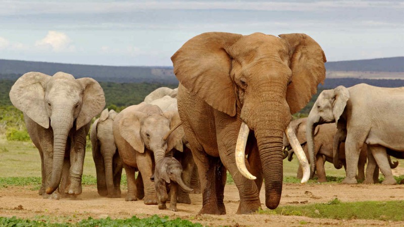 Características generales de los elefantes