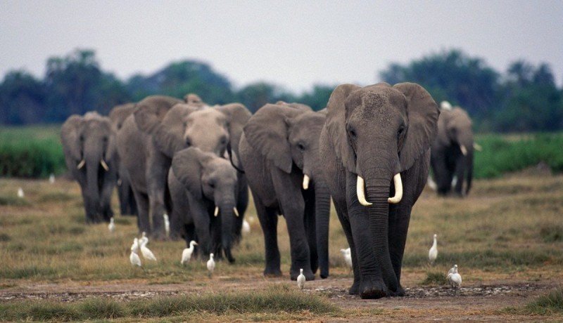 Por qué son importantes los elefantes