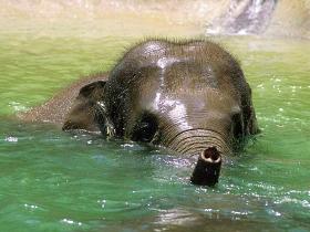 Elefante en el agua