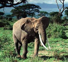 Elefante en la jungla