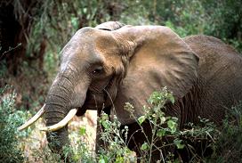 Foto de elefante en la selva