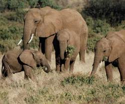 Foto de elefantes africanos