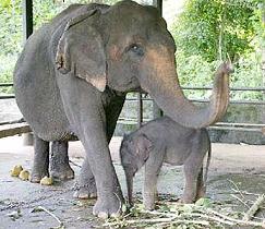 Foto de elefantes asiáticos
