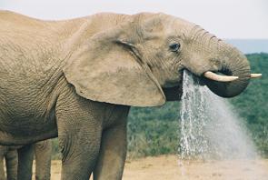 Elefante bebiendo