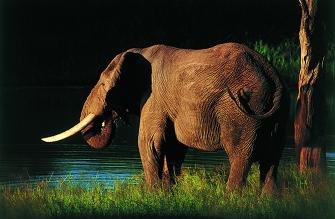 Foto de elefante