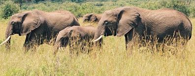 Fotos de elefantes